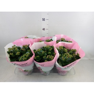 Kalanchoe  'MoreFlow Augusta'