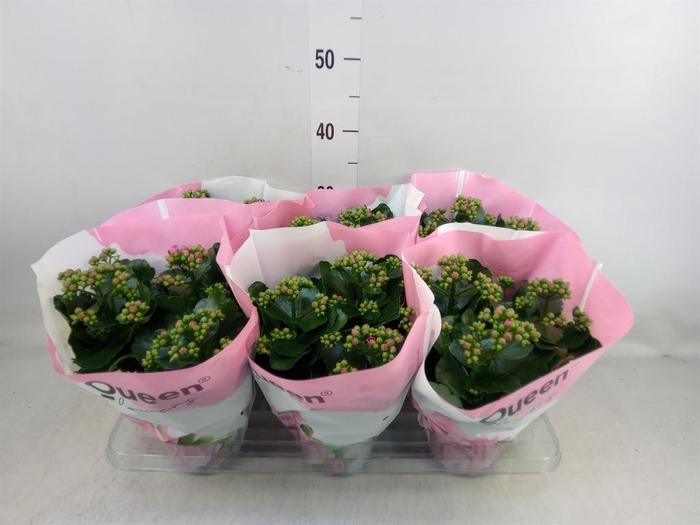 <h4>Kalanchoe 'MoreFlow Augusta'</h4>