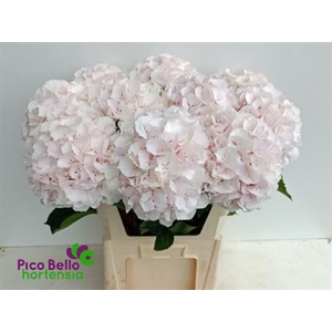 Hydr M Ch Sw Verena 80cm