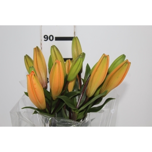 LIRIO HONESTY 090 CM HA 3/4 FLS