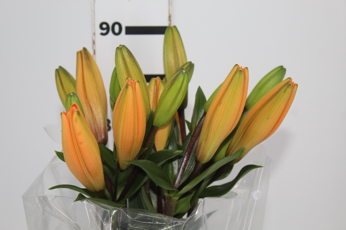 <h4>LIRIO HONESTY 090 CM HA 3/4 FLS</h4>