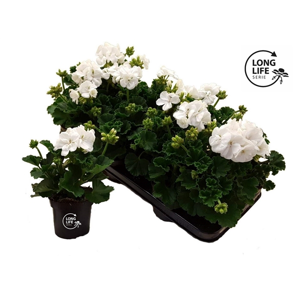 <h4>LongLife Zonale White</h4>