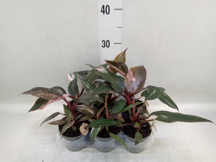 <h4>Philodendron   ...</h4>