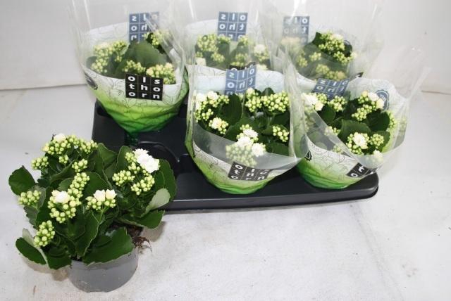 <h4>KAL GE WHITES WHITE</h4>