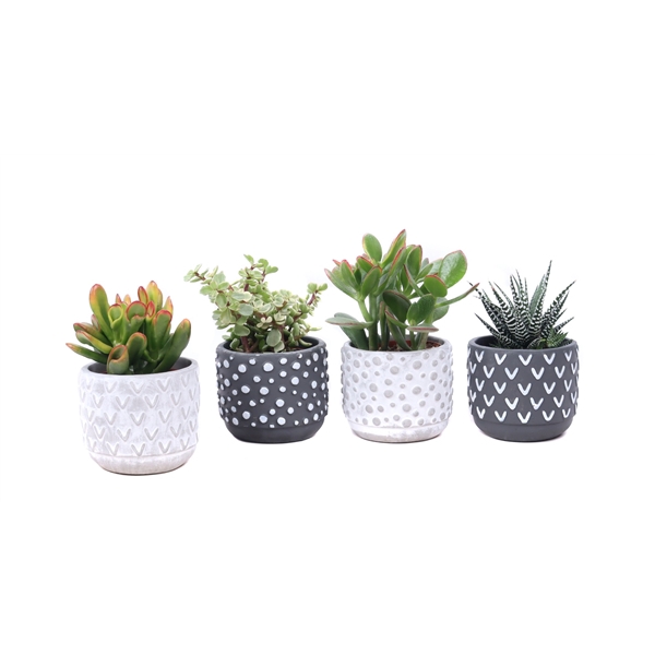 <h4>Succulent 8,5 cm in 2 kleuren ''Tonsberg'' sierpot</h4>