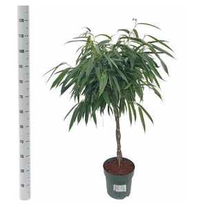 Ficus Binnendijkii Alii 27Ø 120cm 3pp