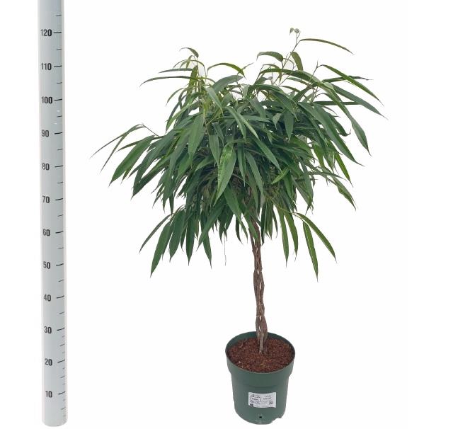 Ficus Binnendijkii Alii 27Ø 120cm 3pp