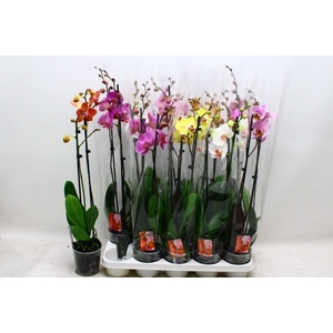 PHAL GEM 7 KL