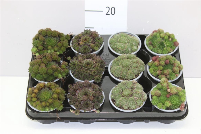 <h4>Sempervivum Gemengd</h4>