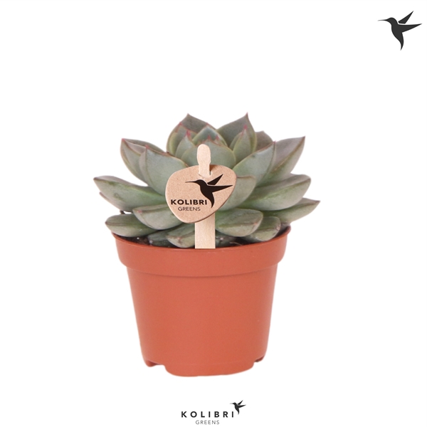 <h4>Kolibri Greens Succulenten Echeveria Green Gilvia</h4>