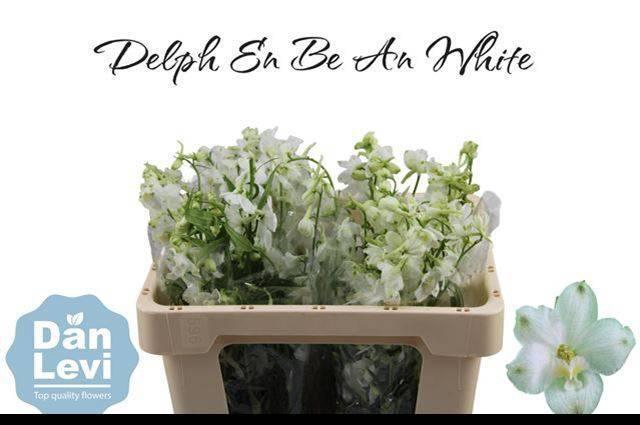 <h4>DELPH EN BE AN WHITE</h4>