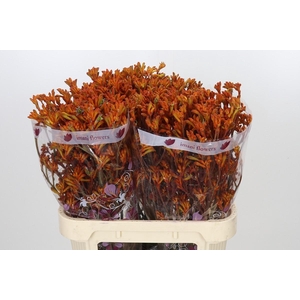 Anigozanthos Oranje