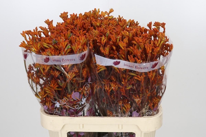 <h4>Anigozanthos Oranje</h4>
