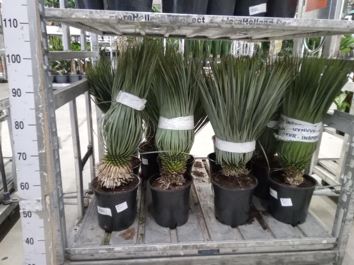 <h4>Yucca rostrata</h4>