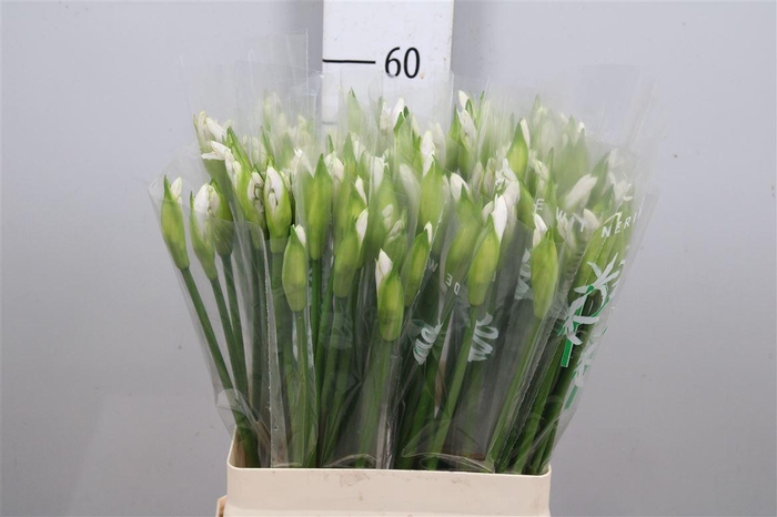 <h4>Ne Bo Biancaneve</h4>