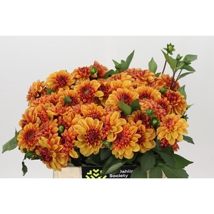 Dahlia American Sunset