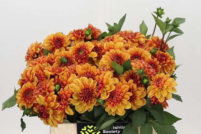<h4>Dahlia American Sunset</h4>