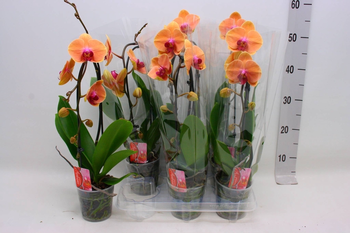 <h4>PHAL EL CASCADE</h4>