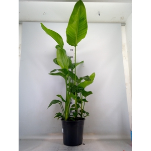 Strelitzia alba