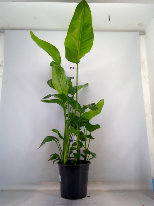 <h4>Strelitzia alba</h4>