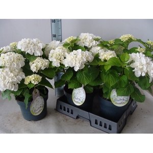 Hydrangea mac.   ...