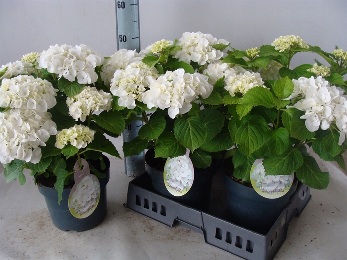 <h4>Hydrangea mac.   ...</h4>
