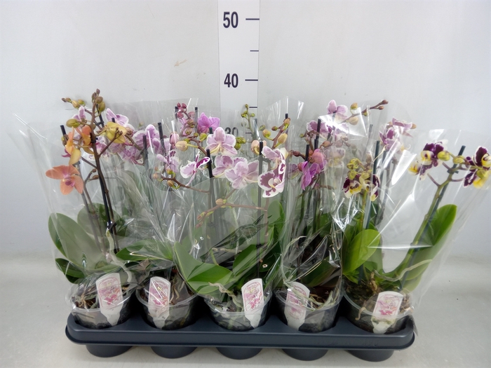 <h4>Phalaenopsis multi.   ...mix  4</h4>