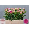 Paeo L Pink Jazz