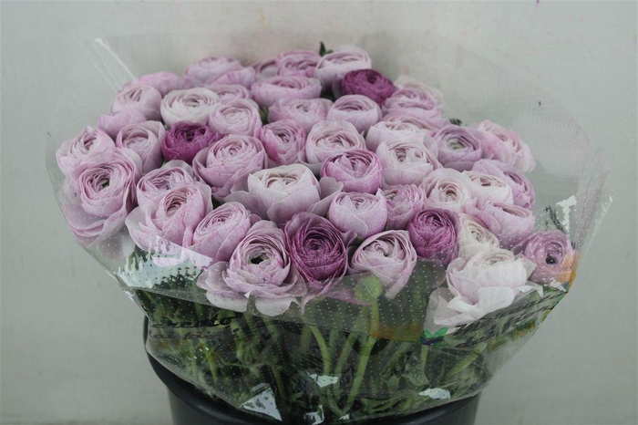 <h4>Ran Cloni Ex Nebbia</h4>