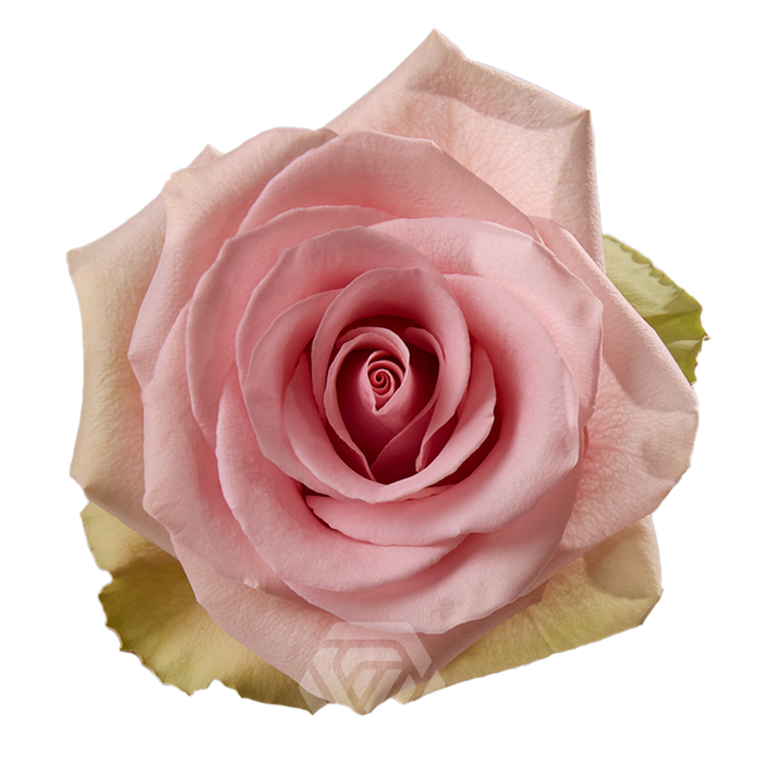 <h4>R GR ABSOLUT IN PINK Tessa</h4>