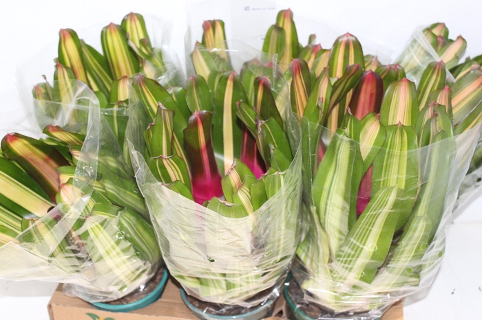 <h4>NEOREGELIA ROSA P14</h4>
