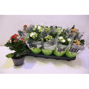 arr8 Kal Ge Gem 4 Kl