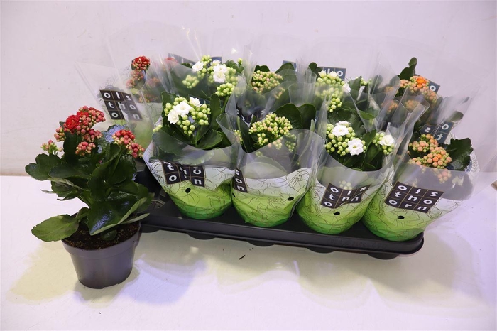 <h4>arr8 Kal Ge Gem 4 Kl</h4>