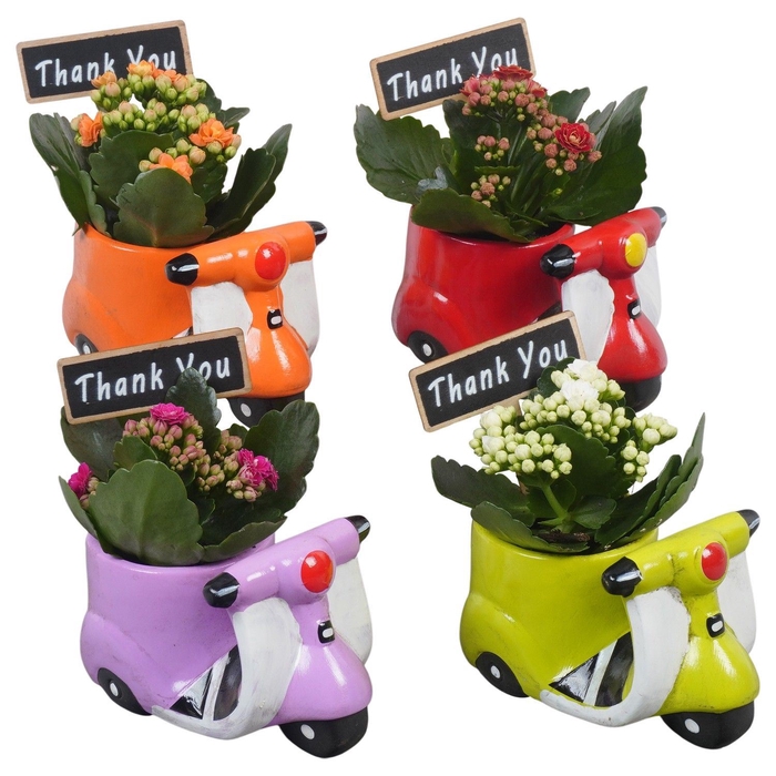 <h4>Arr.   Planten L%</h4>