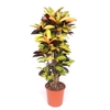 Codiaeum Mrs Iceton