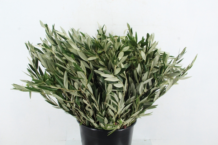 <h4>OLEA EUROPAEA 300GR</h4>