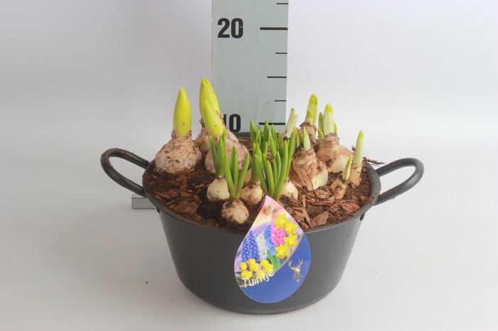 <h4>ARR TUINPLANTEN</h4>