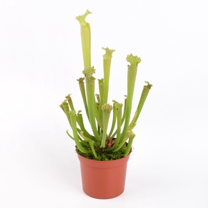 Sarracenia Farnhamii