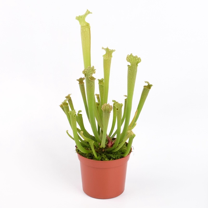 <h4>Sarracenia Farnhamii</h4>