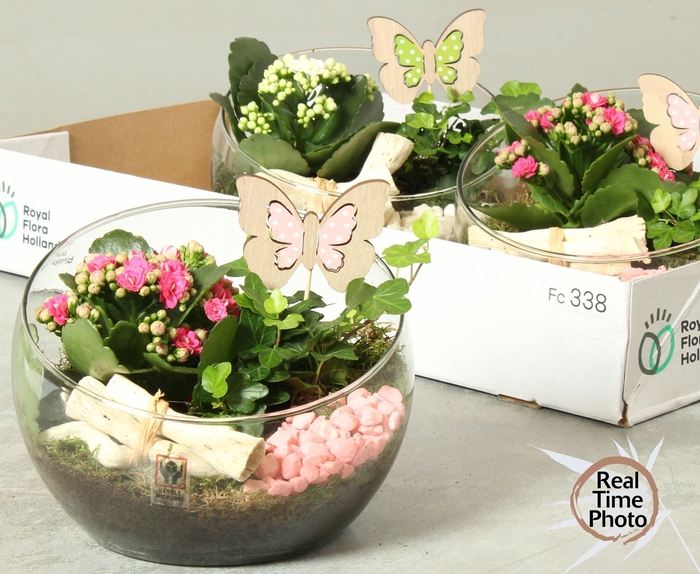 <h4>ARR KAMERPL</h4>