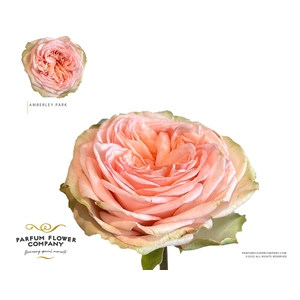 Rosa Garden Amberley Park