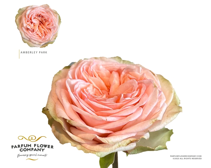 <h4>Rosa Garden Amberley Park</h4>
