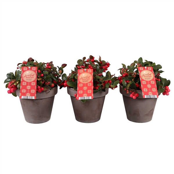 <h4>Gaultheria Big Berry, P12 terracotta</h4>