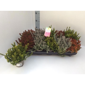 CALLU G G SU GIR GEM