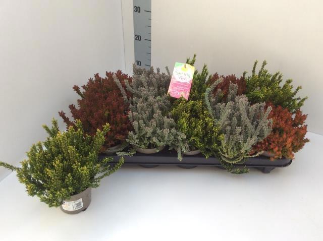 <h4>CALLU G G SU GIR GEM</h4>