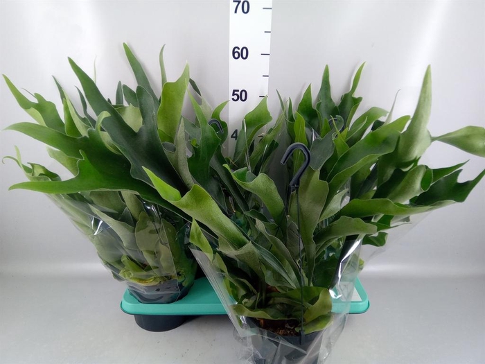 <h4>Platycerium bifurc. 'Netherlands'</h4>