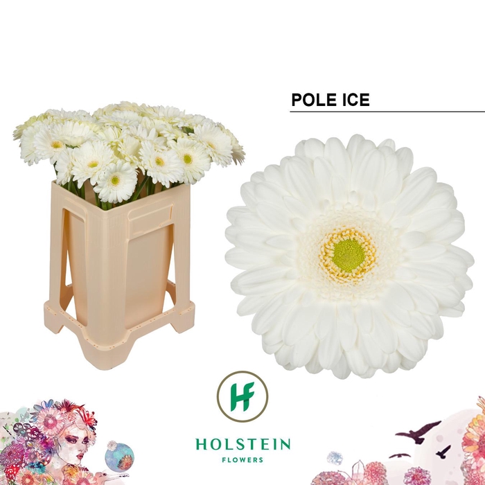 <h4>Gerbera Pole Ice Water</h4>
