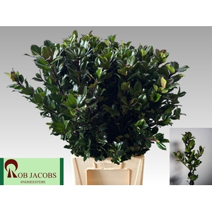 ILEX BL M BLU PRINCE