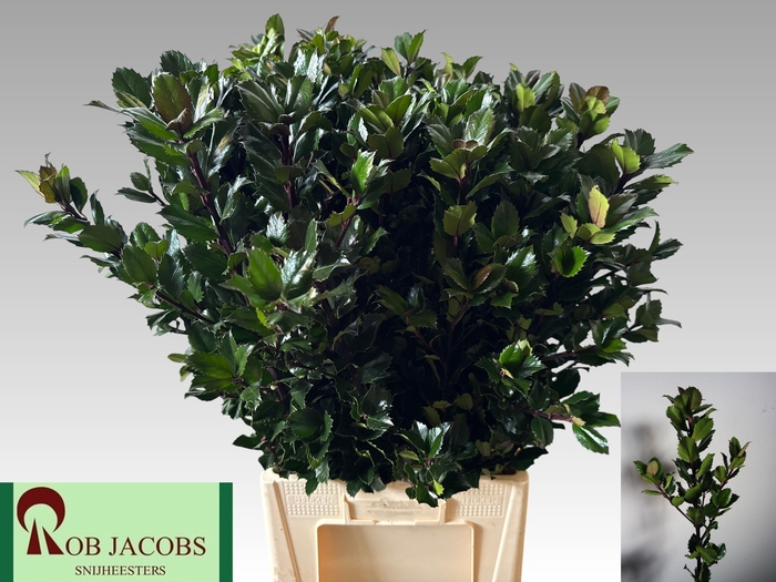 <h4>ILEX BL M BLU PRINCE</h4>