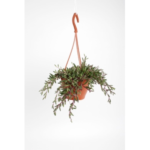 SENEC H PURPLE FLUSH